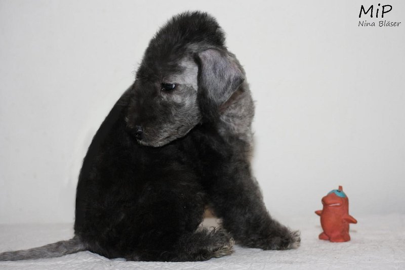 Dickie Happy Sheep (2).jpg